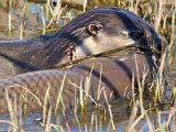 otter met groot vis3  Cape Clawless otter with big fish : frieda